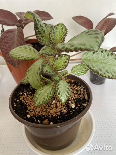 Эписции сортовые