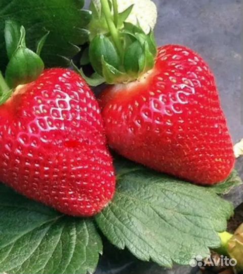 Клубника Мурано