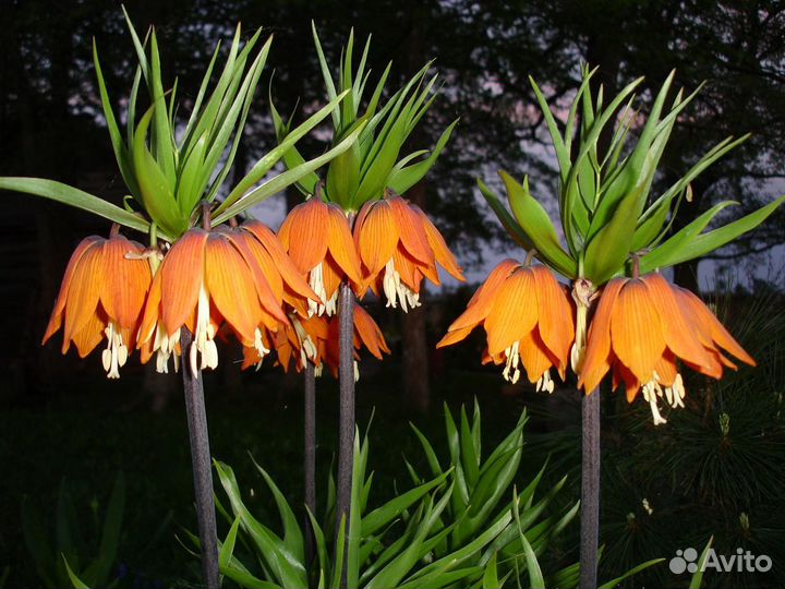 Рябчик императорский