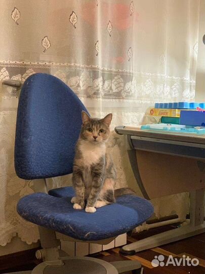 Кошка в дар бесплатно