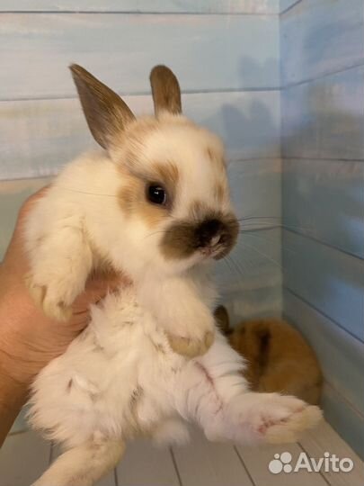 Мини карликовые крольчата