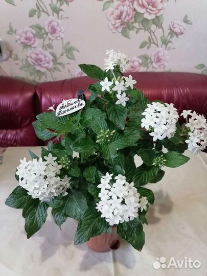 Бугенвилия Sun Diego. Пентасы 15 сортов