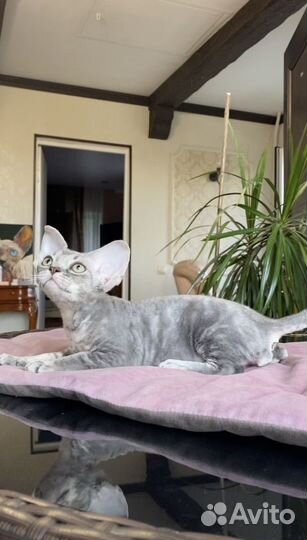 Девон-рекс мальчик