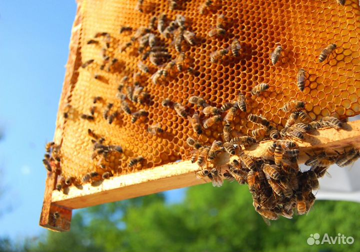 2024 Мёд натуральный из Алтая опт