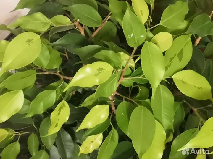 Фикус бенджамина Моник Голден