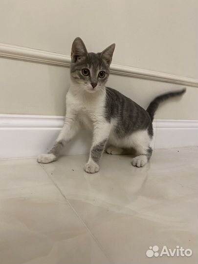 Котята