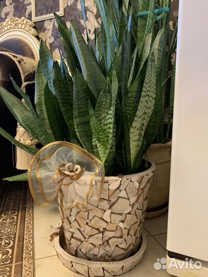 Сансевиерия 