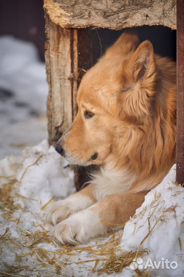 Макс ищет добрую семью