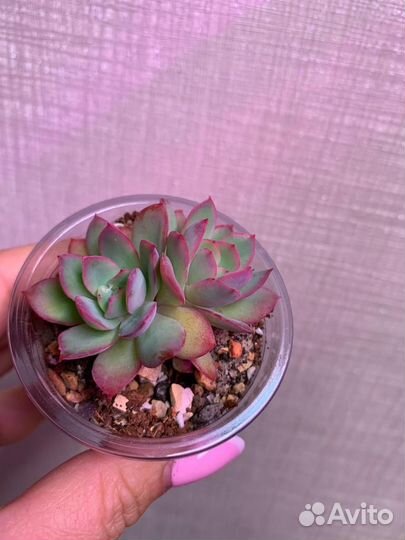 Суккуленты