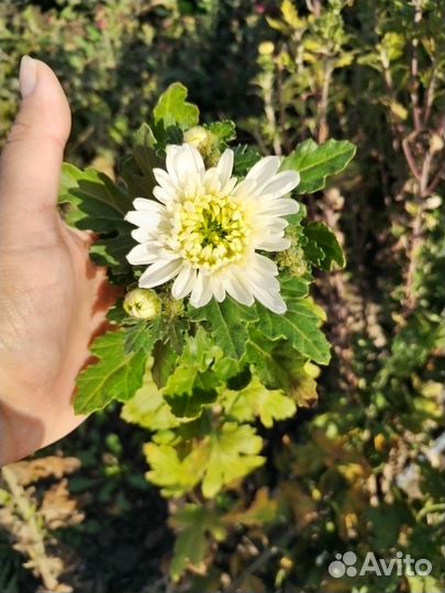 Хризантема веточная срезочная