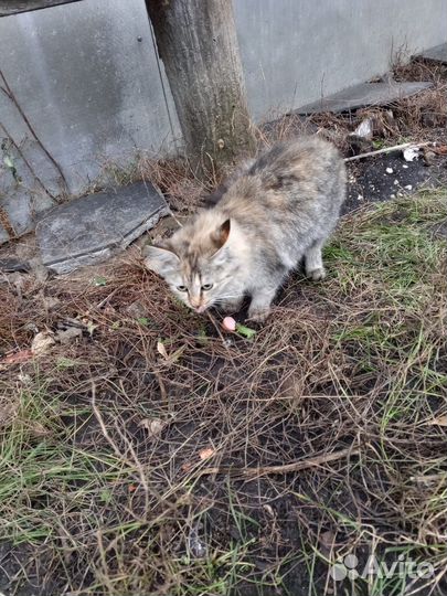 Кошки в добрые руки