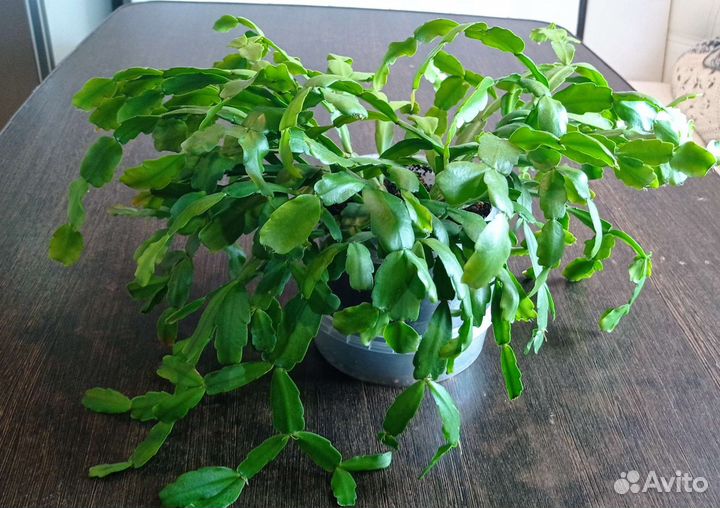 Комнатные цветы отдам бесплатно