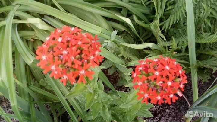 Лихнис (гвоздика садовая)