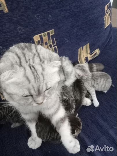 Шотландские котята