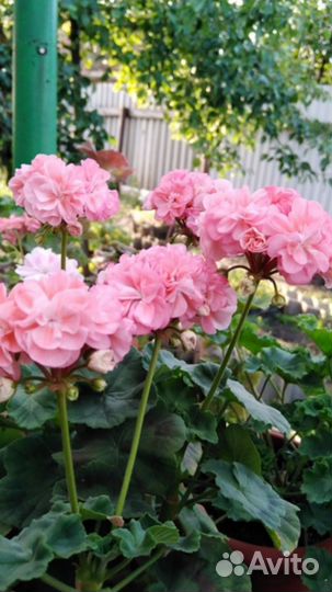 Пеларгония герань Passat черенок