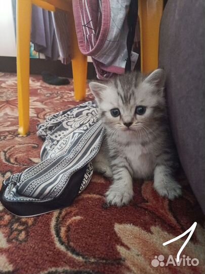 Шотландские котята