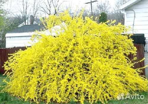 Декоративные кусты