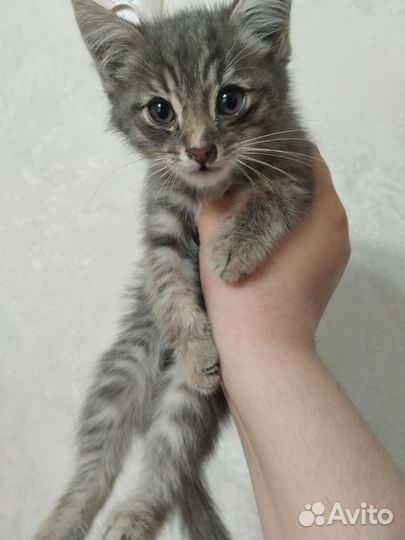 3 котёнка И 1 кошка