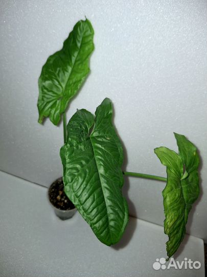 Сингониумы Австралия, Ангел беби, Макрофиллум