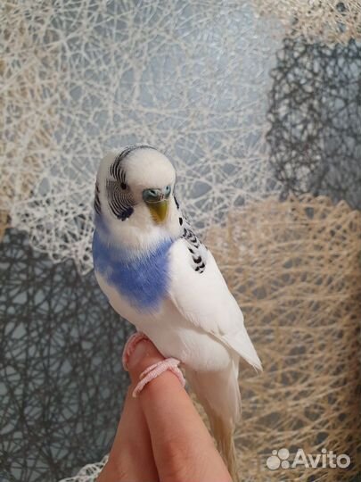 Волнистые попугаи пара