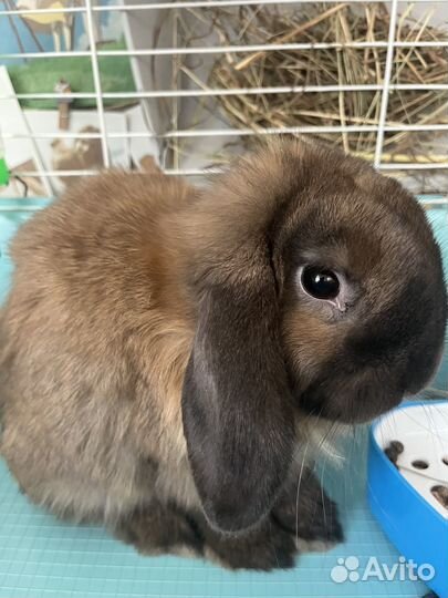 Декоративный кролик(вислоухий)