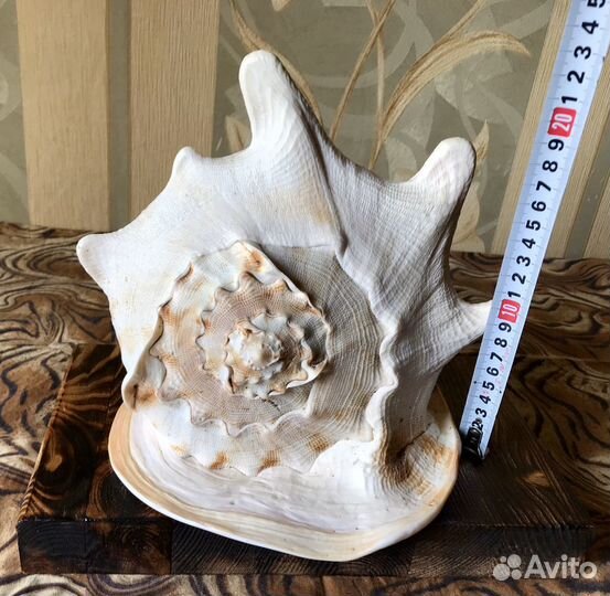 Большая, коллекционная морская ракушка Cassis Corn