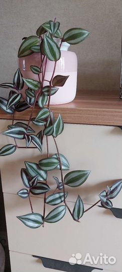 Традесканция