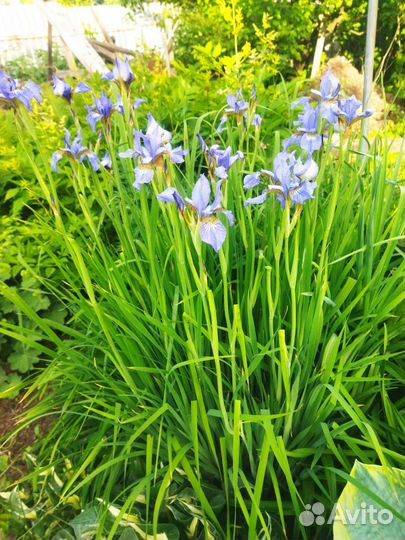 Цветы для сада