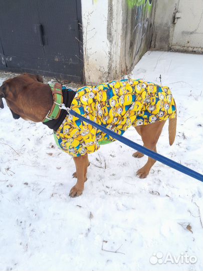Одежда для собак