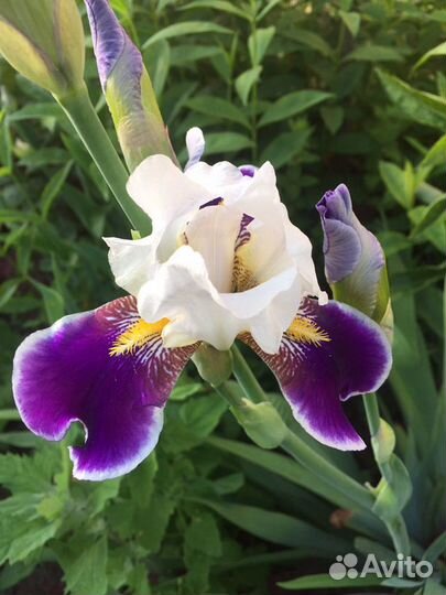Ирисы сортовые