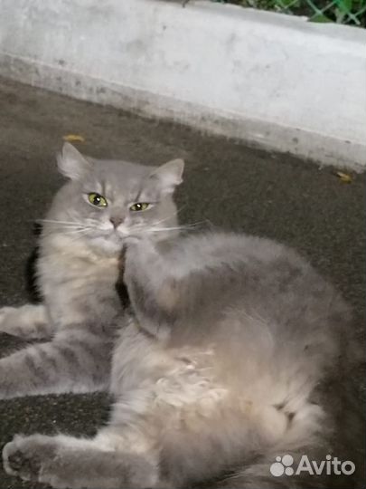 Молодая кошечка