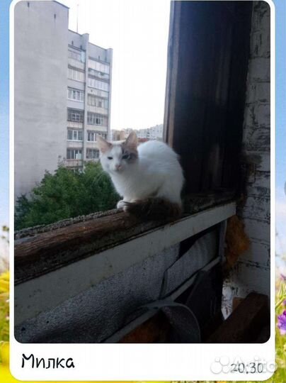 Котята отдам в добрые руки бесплатно