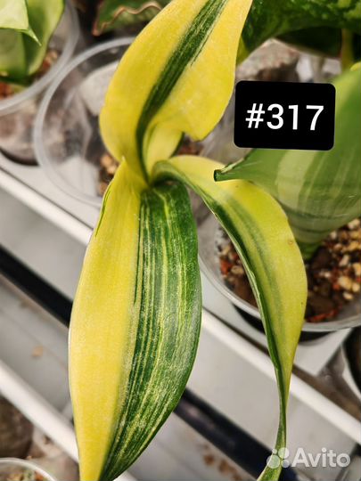 Сансевиерия подборка коллекционная