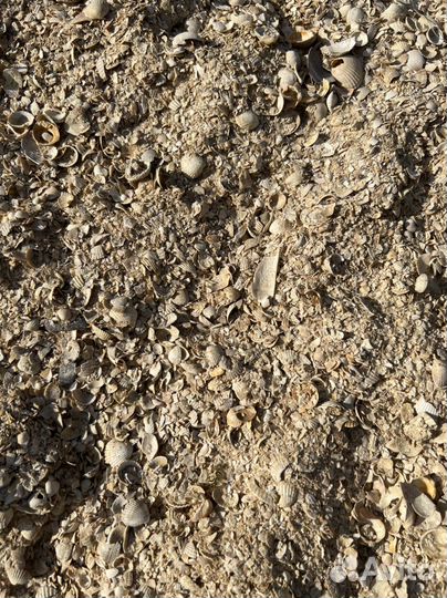 Ракушка кормовая