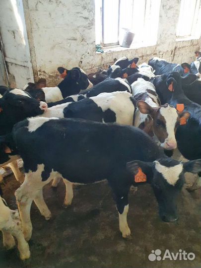 Бычки телята