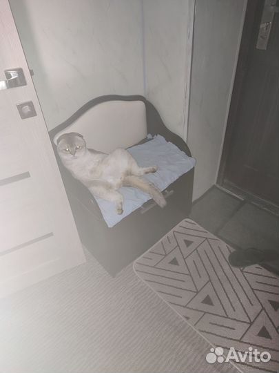 Шотландский золотой кот шиншила для вязки