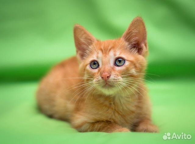 Чудесные Рыжие котята Руби и Лео - 2 мес. в дар