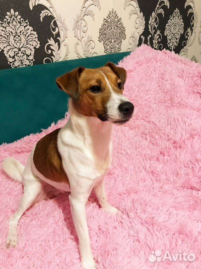 Вязка джек Рассел терьер