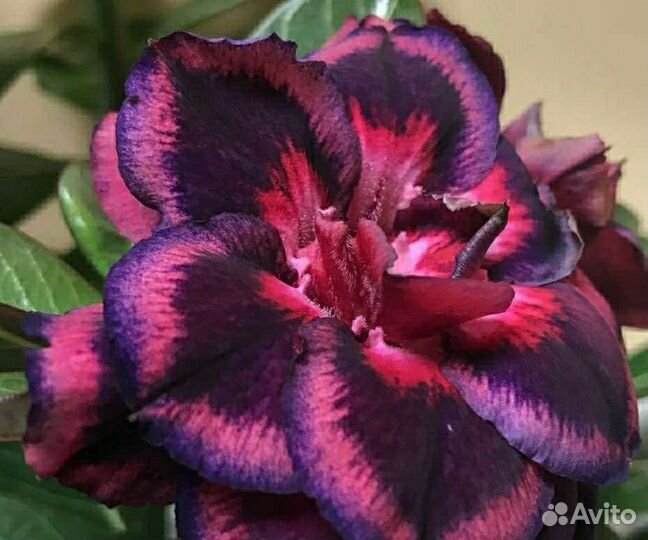 Адениум Thousand Lotus