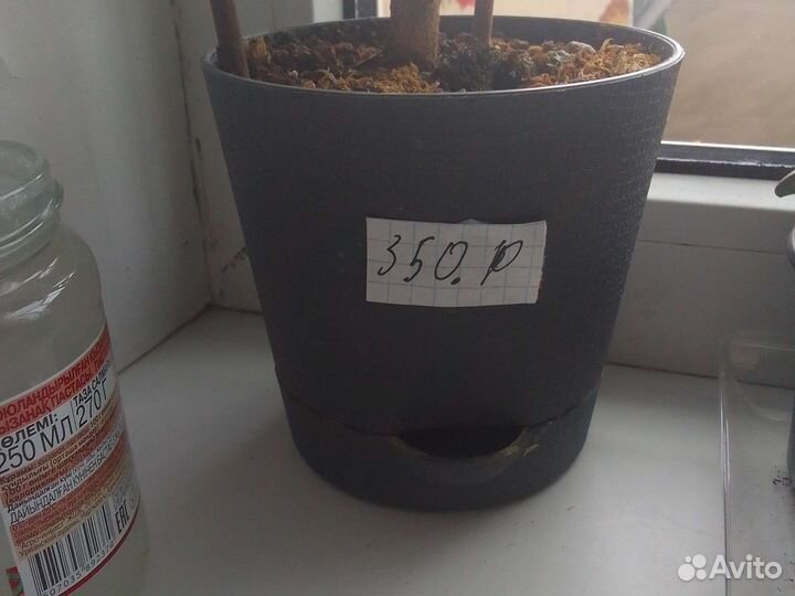 Денежное дерево