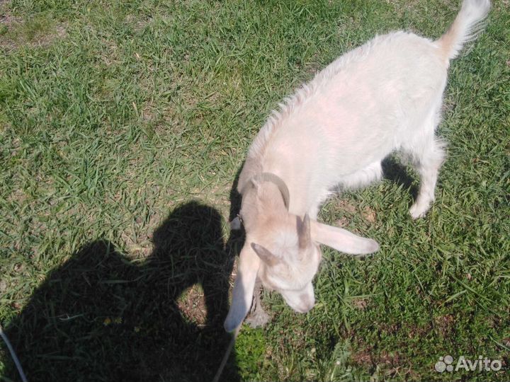 Козочка молочная