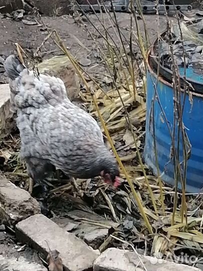 Куры молодки домашние