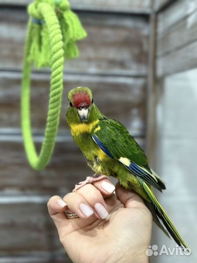 Попугай какарик