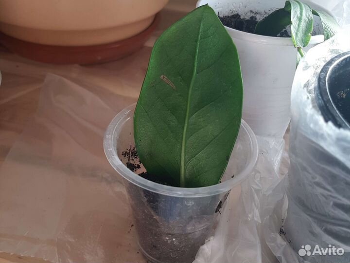 Продам долларовое дерево цветок