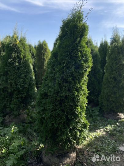 Туя смарагд 2,85 метра