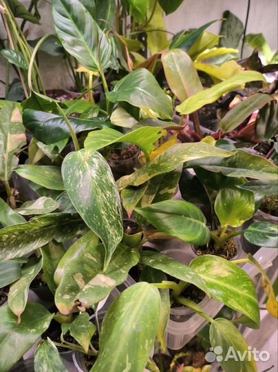 Филодендроны сортовые