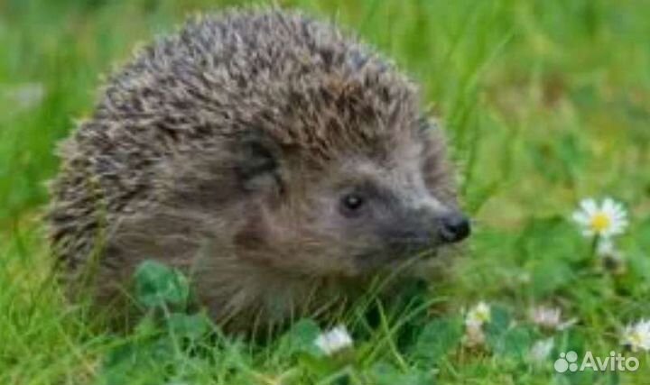 Ёжик охотник на крыс для дачи