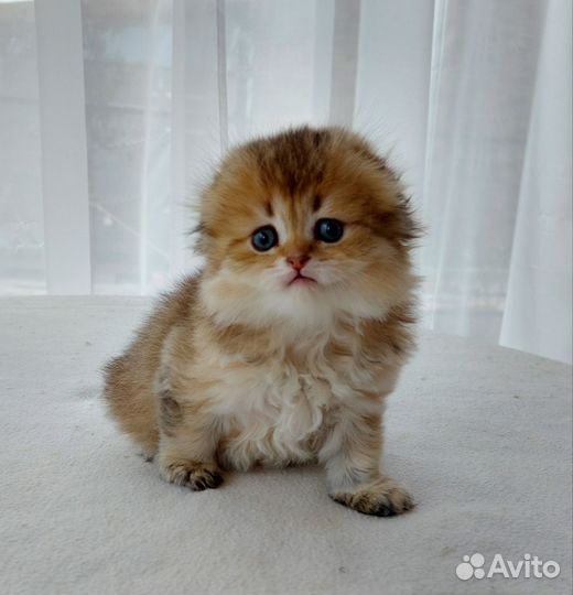 Шотландская вислоухая девочка