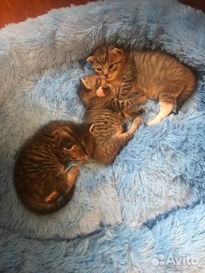 Котята в дар бесплатно