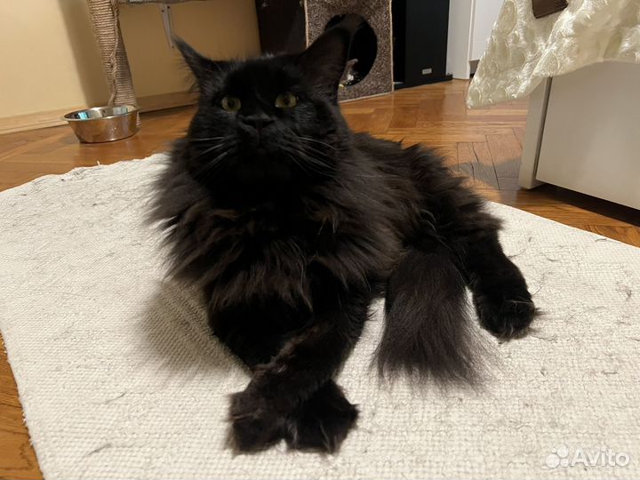 Кот Мейн-кун на вязку